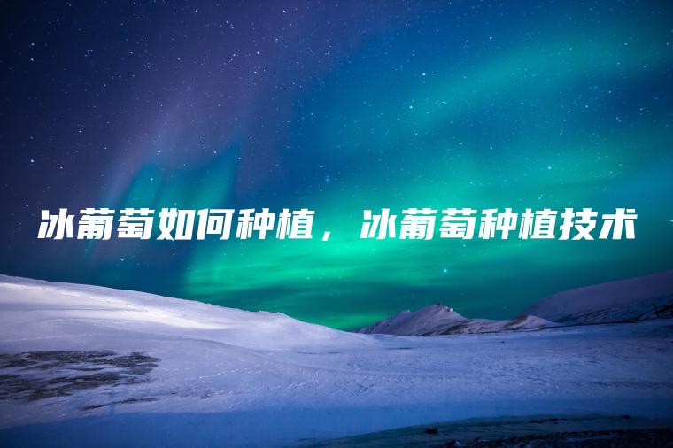 冰葡萄如何種植，冰葡萄種植技術