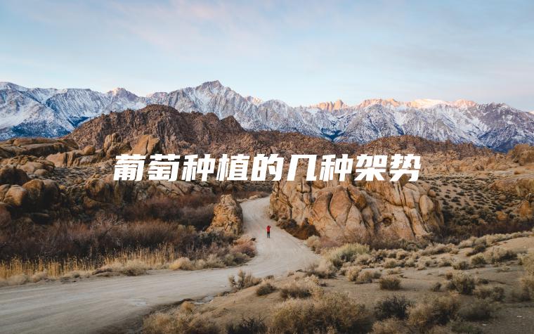 葡萄種植的幾種架勢