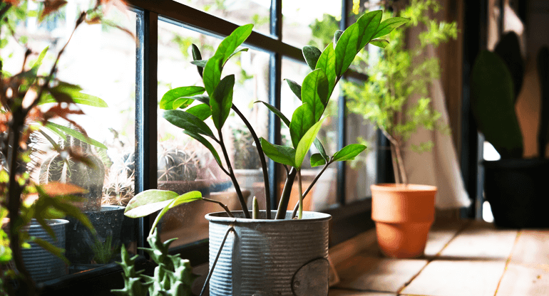 建筑貼膜窗膜會殺死室內房屋里的花草植物嗎？